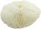 Mushroom Sea Coral | White Real Mushroom Coral 3”-4” (1 Piece) | Aquarium Ornament for Decoration